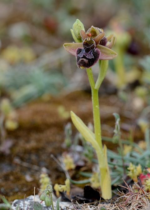 Ophrys x cosana